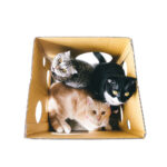 CUBE TRAVELING CAT Sticker