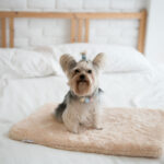 Beige Bed Pad for Eco Pet House, Dog Loft