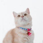 SAFETY COLLAR POM BOHEMIAN PINK