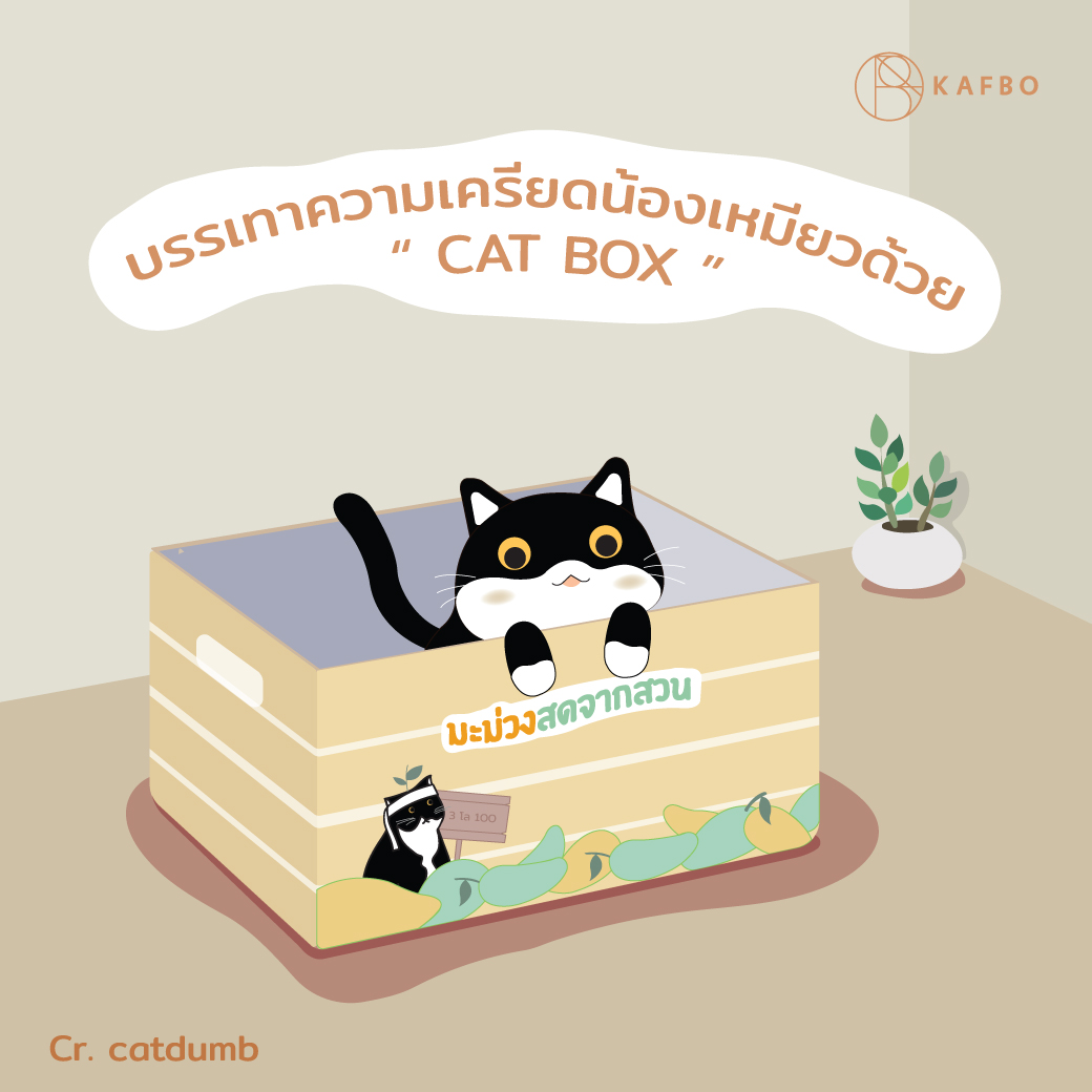 Cat box Mangosteen