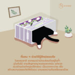 Cat box Mangosteen