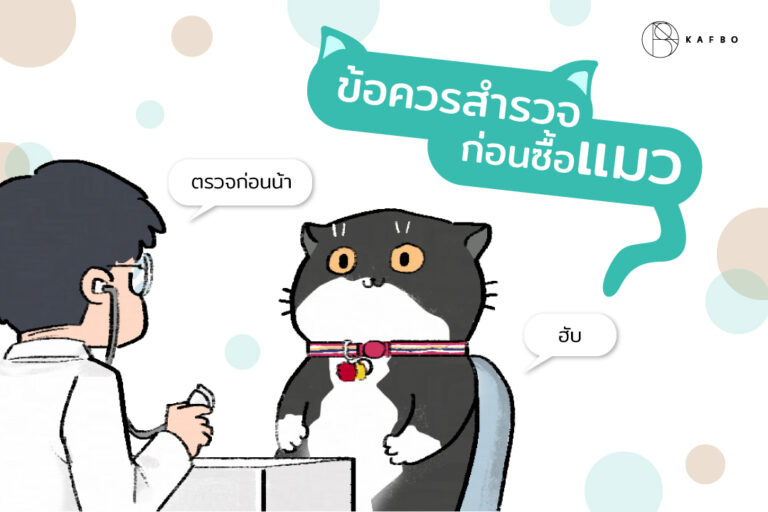 Things to consider before buying a cat Kafbo