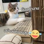 คอมพิวเตอร์แมวkafbo catputer